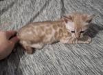 VegaADOPTED - Bengal Kitten For Sale - Front Royal&comma; VA&comma; US