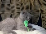 Misty - Scottish Straight Cat For Sale - Boston&comma; MA&comma; US