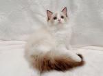 Lyra - Ragdoll Kitten For Sale - Las Vegas&comma; NV&comma; US