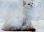 Rhea - Ragdoll Kitten For Sale - Las Vegas&comma; NV&comma; US