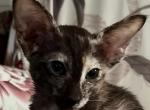 Tafietta - Oriental Kitten For Sale - Ft Myers&comma; FL&comma; US