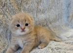 Oliver - Scottish Fold Kitten For Sale - Federal Way&comma; WA&comma; US