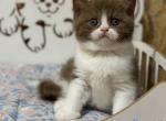 Samanta - British Shorthair Cat For Sale - Los Angeles&comma; CA&comma; US
