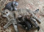 Jasmine's litter - Scottish Fold Kitten For Sale - Holland&comma; PA&comma; US