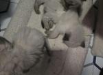 Balinese Beauty's 2 - Balinese Kitten For Sale - Dallas&comma; TX&comma; US