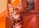 Maine Coon - Maine Coon Cat For Sale - Staten Island&comma; NY&comma; US