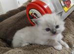 Ragdoll Girl Mitted - Ragdoll Cat For Sale - Westborough&comma; MA&comma; US