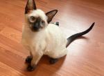 Boots - Siamese Cat For Sale - Phila&comma; PA&comma; US