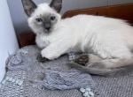 Baby - Balinese Cat For Sale - Phila&comma; PA&comma; US