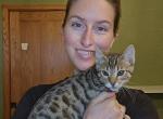 Cool brown kitten - Bengal Cat For Adoption - Cedar Springs&comma; MI&comma; US