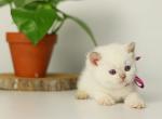 Lady - British Shorthair Kitten For Sale - Brooklyn&comma; NY&comma; US
