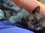 Peony 24 toe QuadPoly Tortoiseshell Firecracker - Polydactyl Kitten For Sale - WI&comma; US