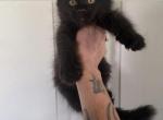 Bagheera - Maine Coon Kitten For Sale - Atlanta&comma; GA&comma; US