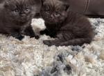 Tom and Jerry - Scottish Fold Kitten For Sale - Federal Way&comma; WA&comma; US