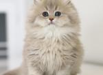 Maple British Longhair - British Shorthair Kitten For Sale - Fairfax&comma; VA&comma; US