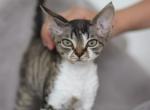 Maxine - Devon Rex Cat For Sale - Brooklyn&comma; NY&comma; US