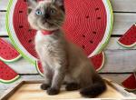 Pinecone - Ragdoll Kitten For Sale - FL&comma; US