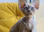 Ninochka - Devon Rex Kitten For Sale - Brooklyn&comma; NY&comma; US