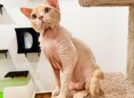 MrFrost - Devon Rex Cat For Sale - Philadelphia&comma; PA&comma; US