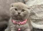 Scottish Fold Kitten - Scottish Fold Kitten For Sale - Sedalia&comma; MO&comma; US