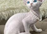 Jack - Devon Rex Cat For Sale - Brooklyn&comma; NY&comma; US
