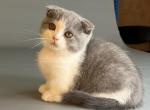 U Rostislav - Munchkin Cat For Sale - Pembroke Pines&comma; FL&comma; US