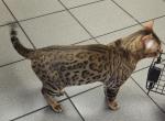 Mufasa - Bengal Cat For Sale/Service - Tallahassee&comma; FL&comma; US