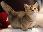 Bitsy - Munchkin Kitten For Sale - Park City&comma; KS&comma; US