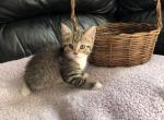 Tailless Manx kitten - Manx Kitten For Sale - Gardner&comma; MA&comma; US