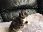 Hemingway tortoise kitten - Manx Kitten For Sale - Gardner&comma; MA&comma; US