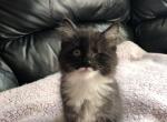 Fluffy Manx kitten - Manx Kitten For Sale - Gardner&comma; MA&comma; US