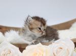Black golden spotted British longhair girl - British Shorthair Kitten For Sale - Spokane&comma; WA&comma; US
