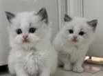Champion Pedigree Bi Color Ragdoll - Ragdoll Kitten For Sale - Laurel&comma; MD&comma; US