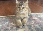 Onyx - Scottish Straight Kitten For Sale - Palatine&comma; IL&comma; US