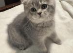 Marigold - Scottish Straight Kitten For Sale - Palatine&comma; IL&comma; US