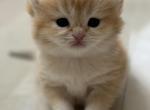 Tina - British Shorthair Kitten For Sale - Jacksonville&comma; FL&comma; US
