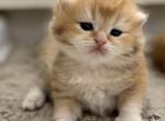 Tommy - British Shorthair Kitten For Sale - Jacksonville&comma; FL&comma; US