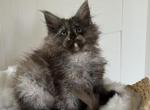 Wren - Maine Coon Kitten For Sale - Sugar Valley&comma; GA&comma; US