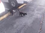 BattMann - American Shorthair Cat For Adoption - Fort Lauderdale&comma; FL&comma; US