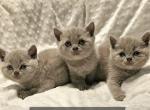 British Shorthair Kittens  Girls Ready to go home - British Shorthair Kitten For Sale - Lockport&comma; IL&comma; US