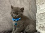 Scottish Straight Kitten - Scottish Straight Kitten For Sale - Sedalia&comma; MO&comma; US