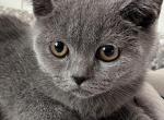 Linda - British Shorthair Cat For Sale - 