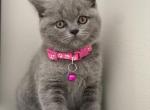 Scottish Staight Kitten - Scottish Straight Kitten For Sale - Sedalia&comma; MO&comma; US