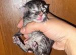 Lu lus new litter - Maine Coon Kitten For Sale - Mishawaka&comma; IN&comma; US