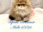 Golden Persian Kitten Dreamer - Persian Cat For Sale - Rockwall&comma; TX&comma; US