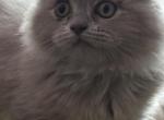 Folds - Scottish Fold Cat For Sale - Mercer Island&comma; WA&comma; US