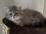 Derpy - Munchkin Cat For Sale - Mercer Island&comma; WA&comma; US
