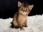 Benzi - Somali Kitten For Sale - St&period; Petersburg&comma; FL&comma; US