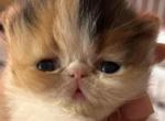 Calico - Persian Kitten For Sale - Clay&comma; PA&comma; US
