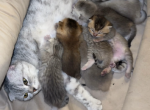 Kittens - British Shorthair Kitten For Sale - Maineville&comma; OH&comma; US